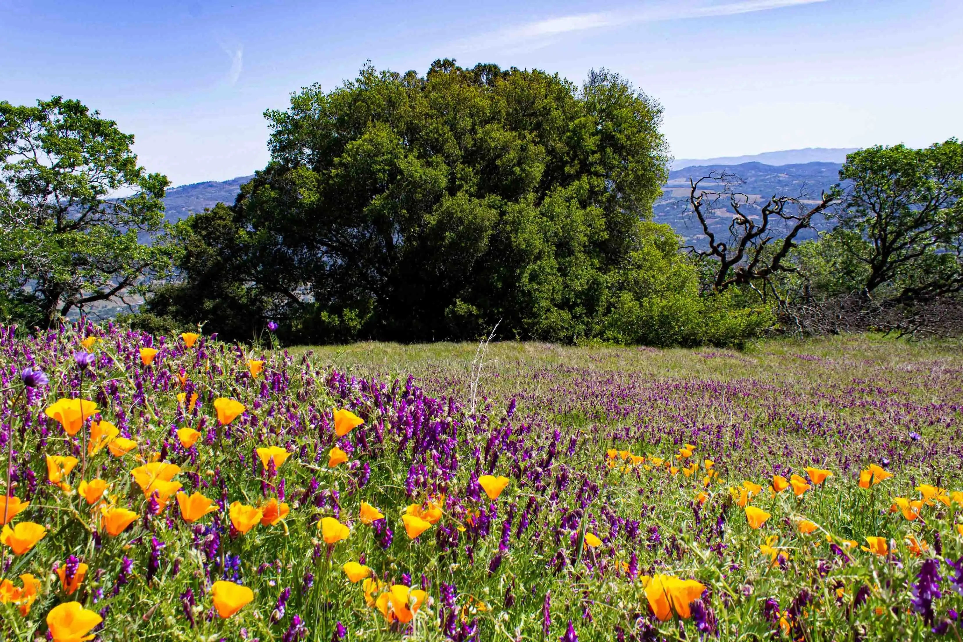 Experience Springtime in Sonoma County, California
