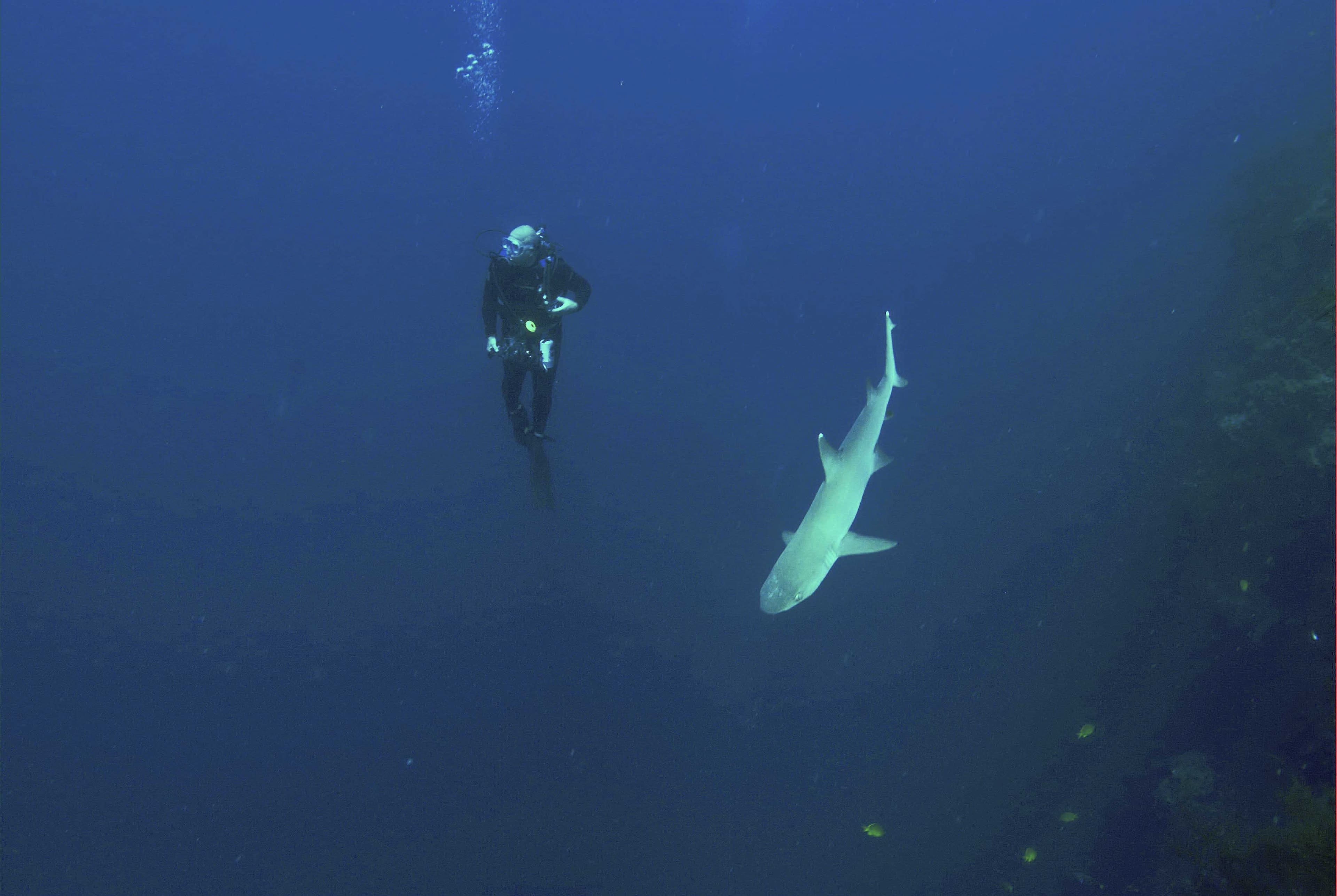 1110_Underwater_sharkdiver