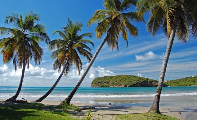 Palm Trees on La Sagesse Beach on Grenada Island