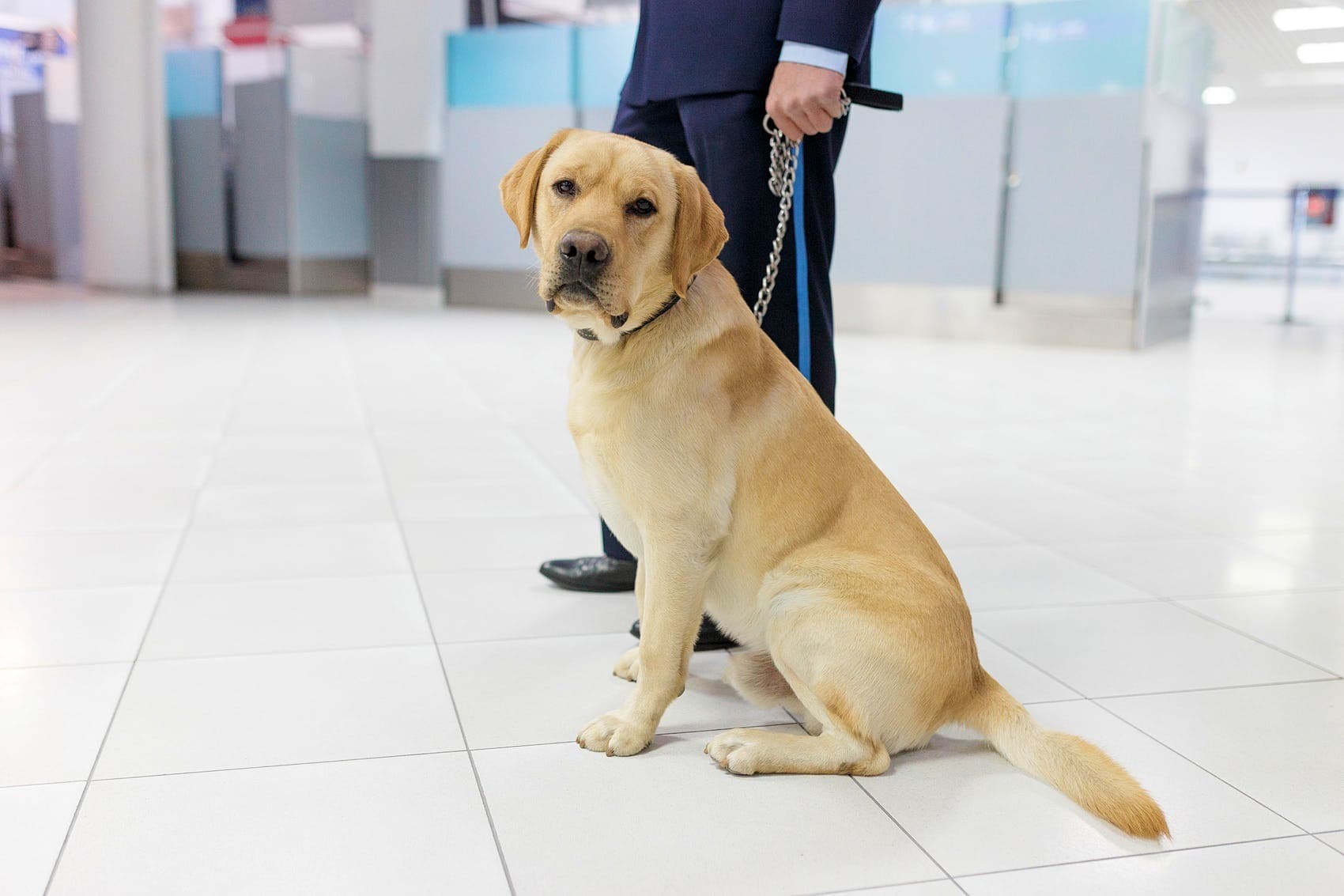 Airport Dog