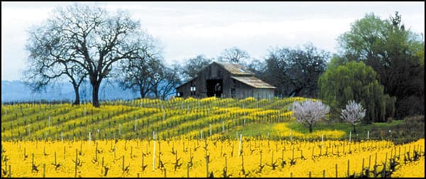 A vineyard in spring