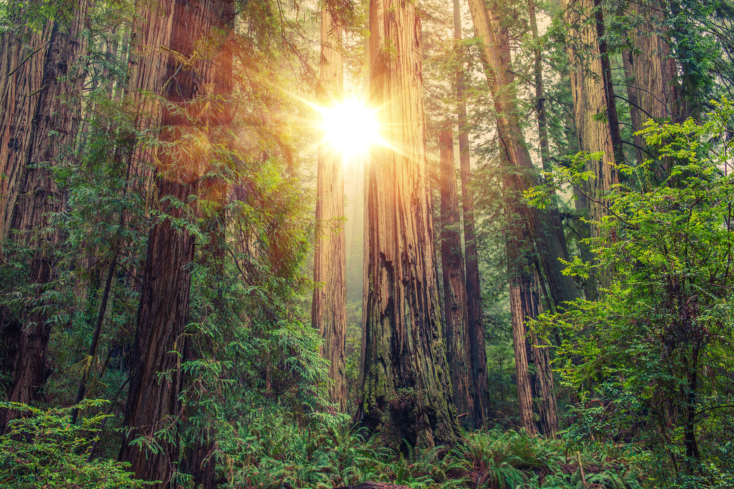 A view of the sun shining through giant redwoods at Redwoods National Park.
