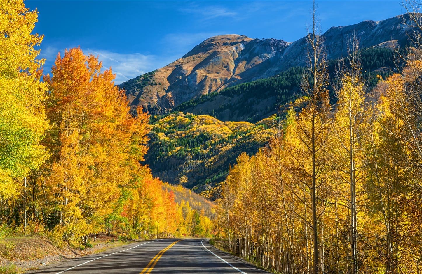 A Road Through Fall Leaves In Colorado