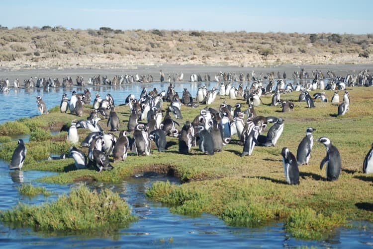 Penguins in Bahia Bustamante