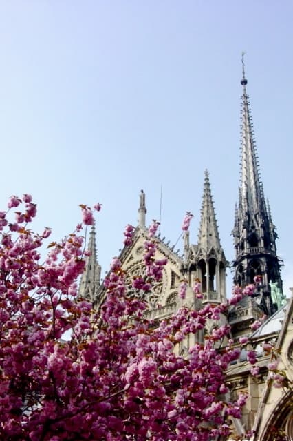 Cherry blossoms at Notre Dame