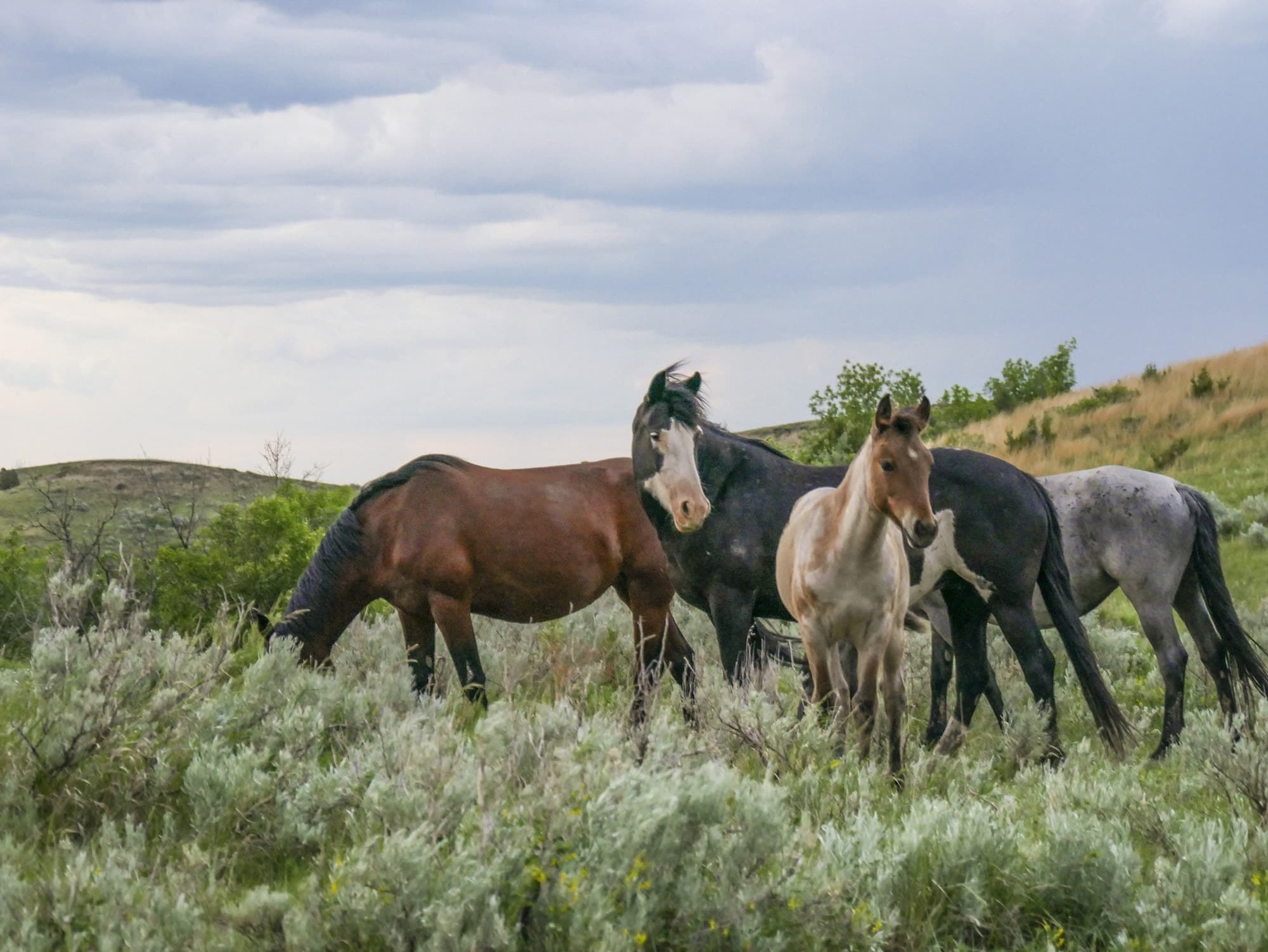 North Dakota Tourism Wild Horses
