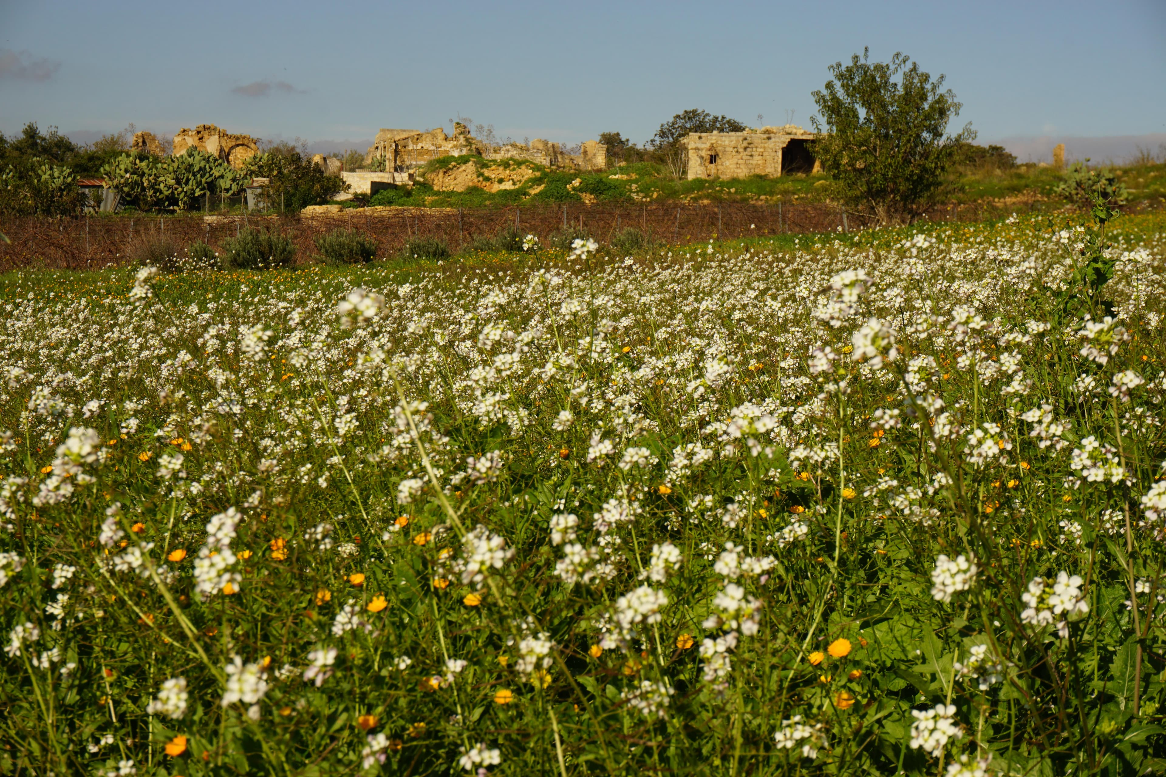 Sicily Field of Flowers from Tourissimo Tours
