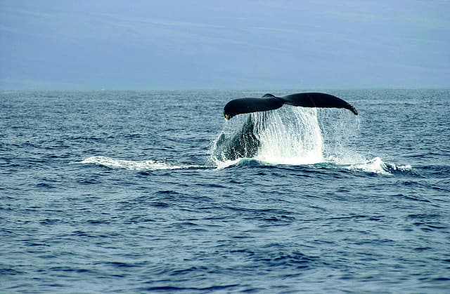 whale-watching in Maui