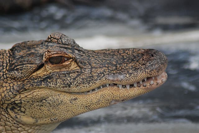 Gatorland in Florida