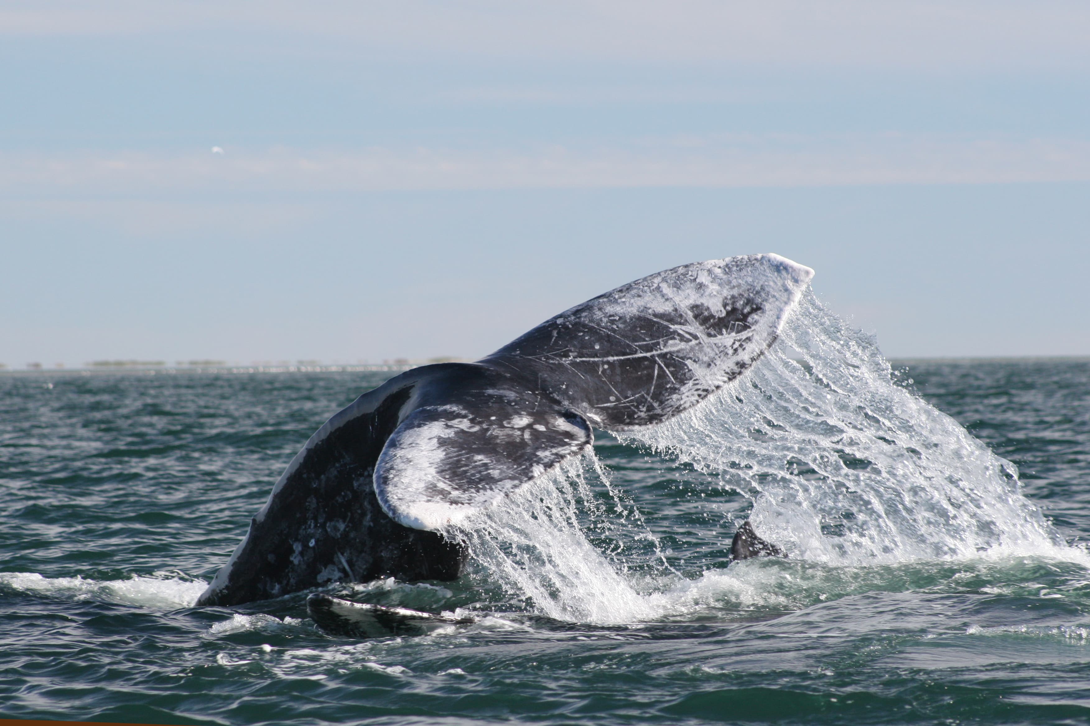 Gray Whales off the Baja Coast