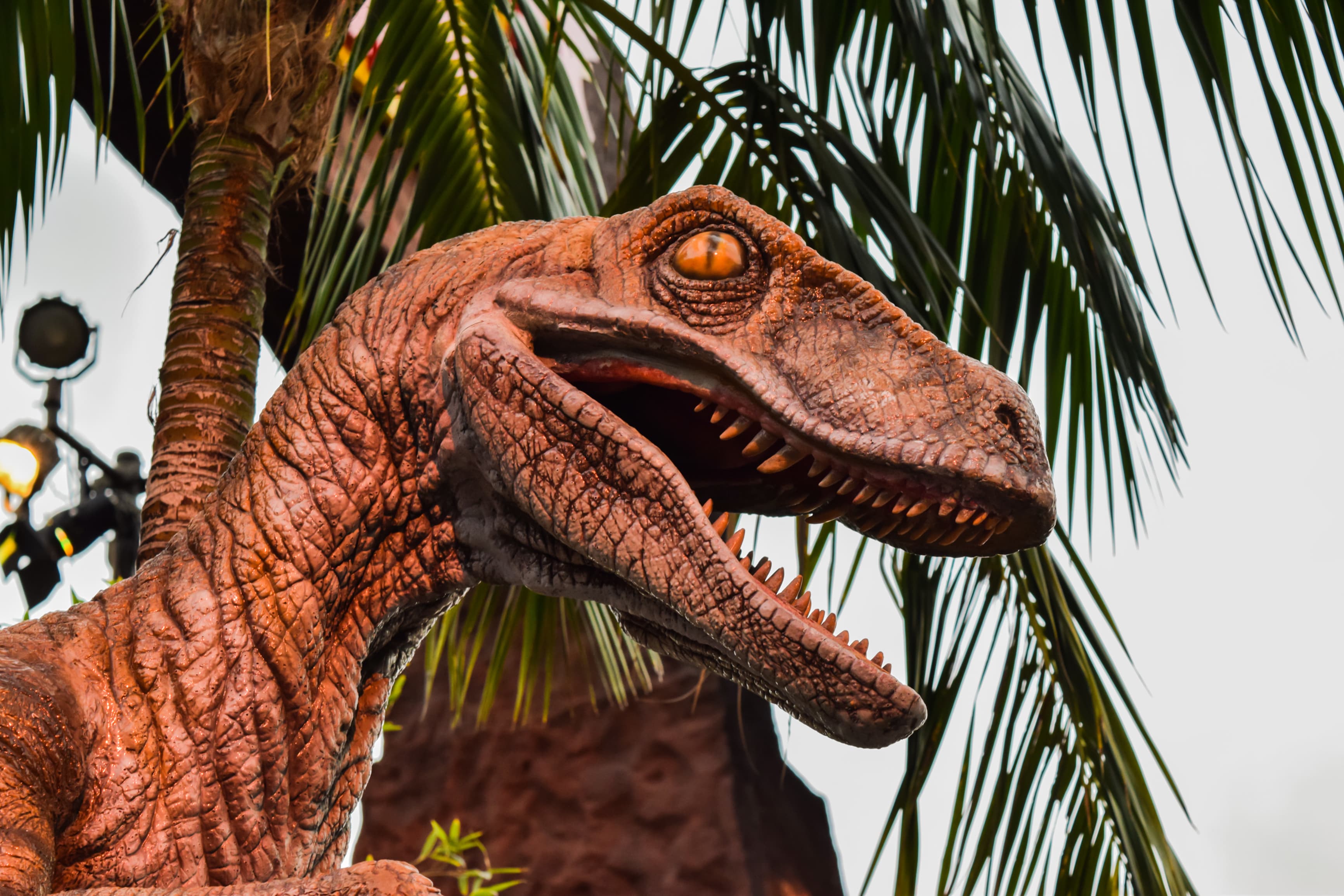 A view of a ferocious raptor's head from the Jurassic Park ride at Univesal Studios Hollywood