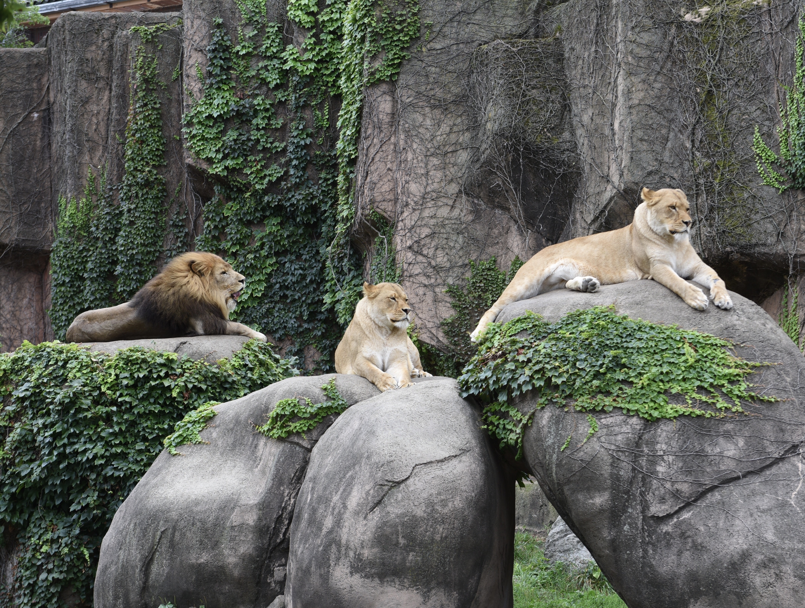 Lion Pride At Lincoln Park Zoo
