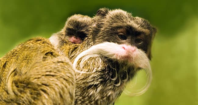 The emperor tamarin's wildly eccentric moustache (strikingly similar to Mr. Monopoly's) is something of a mystery