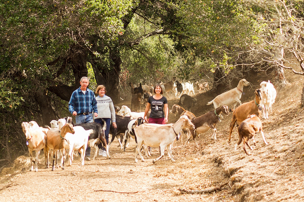 Goats along path with people