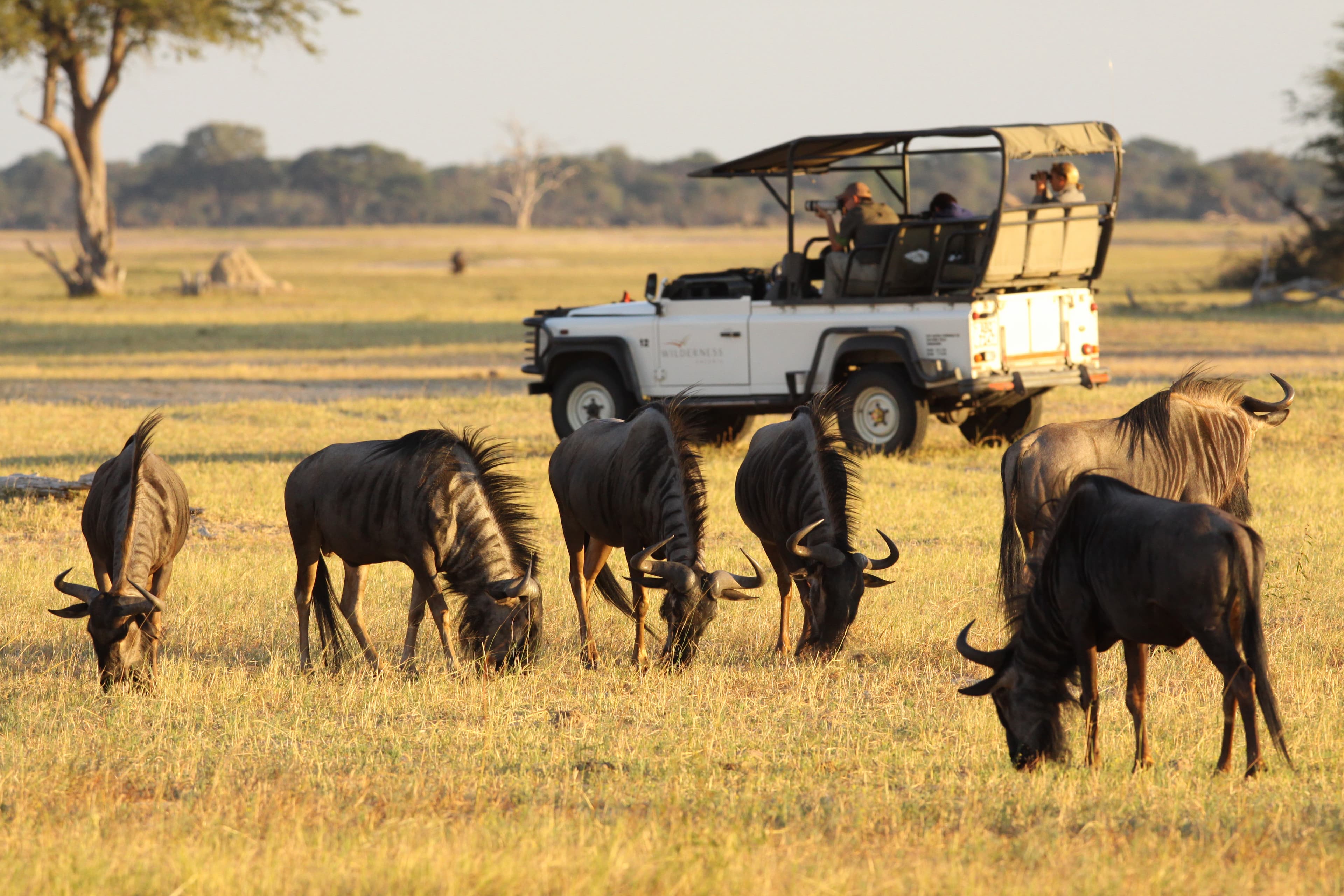 Safari in Zimbabwe
