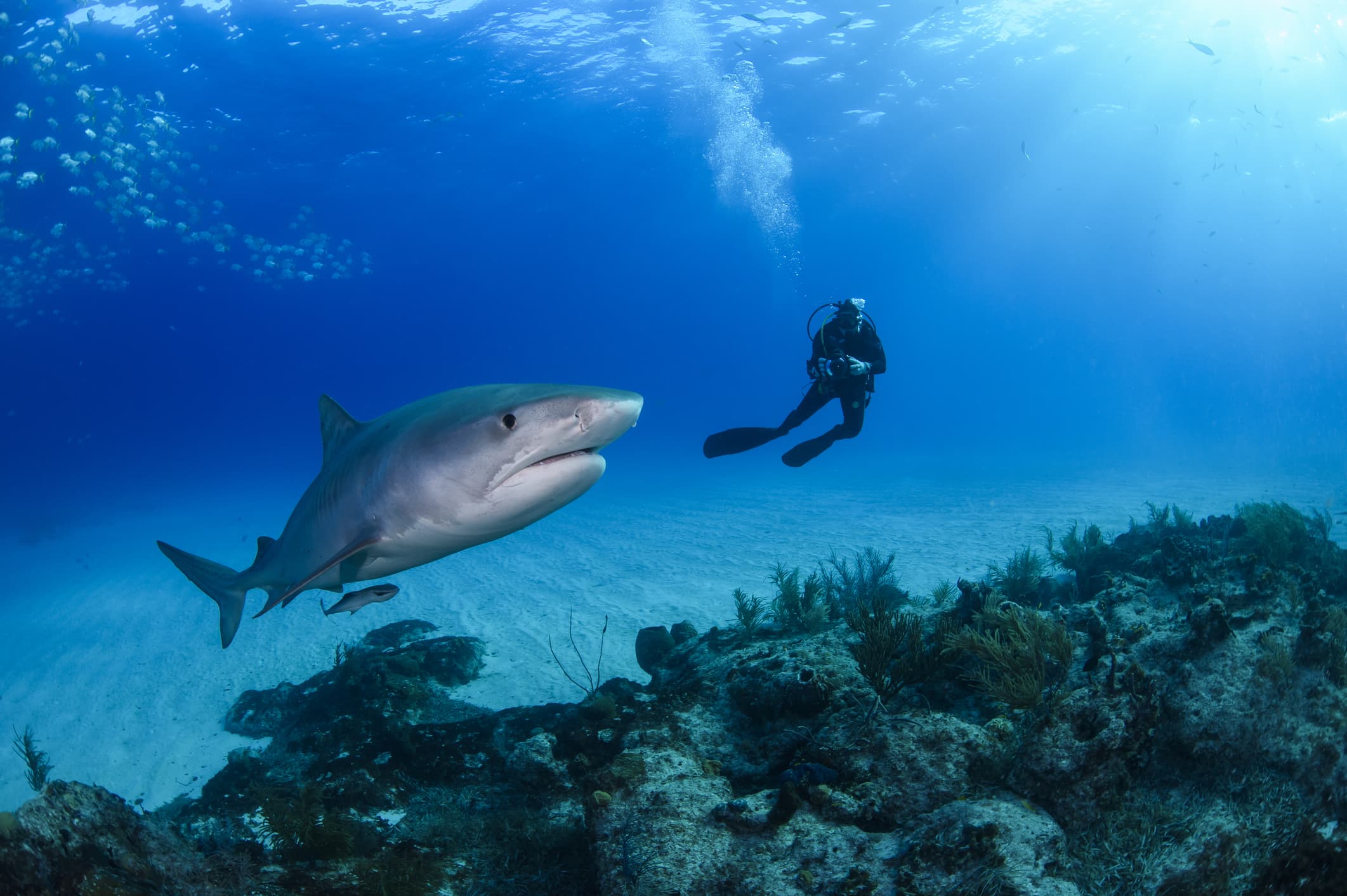 A diver swims near a tiger shark