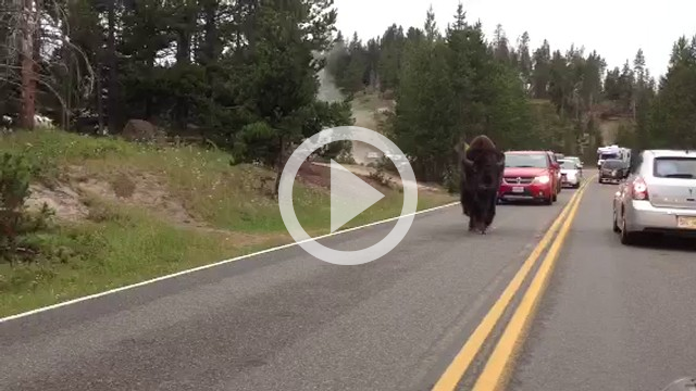 Yellowstone Bison Surprises Motorists